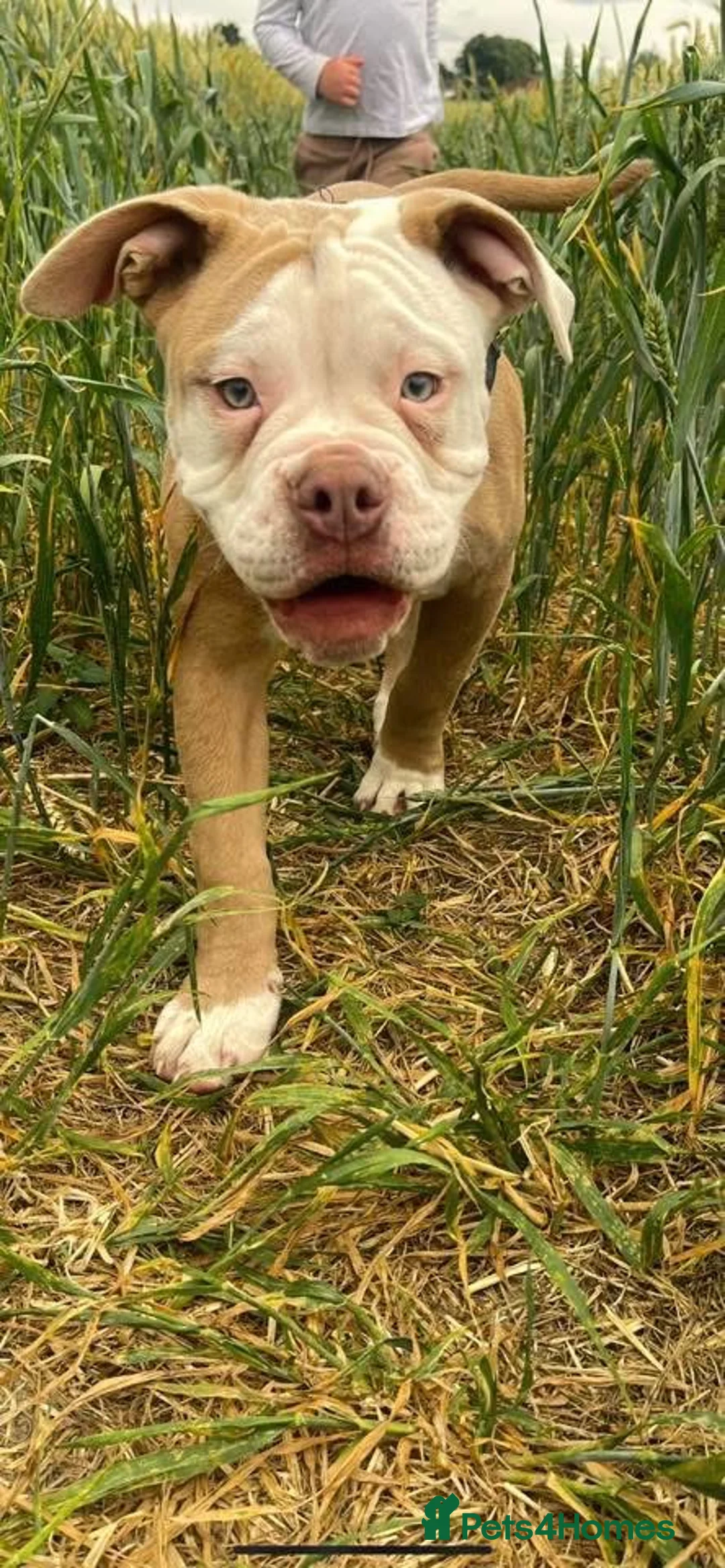 Olde English Bulldogge dogs for sale: Old English bulldog - Advert 6