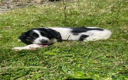 Mixed Breed dogs for sale: Sprollie pups - Image 2