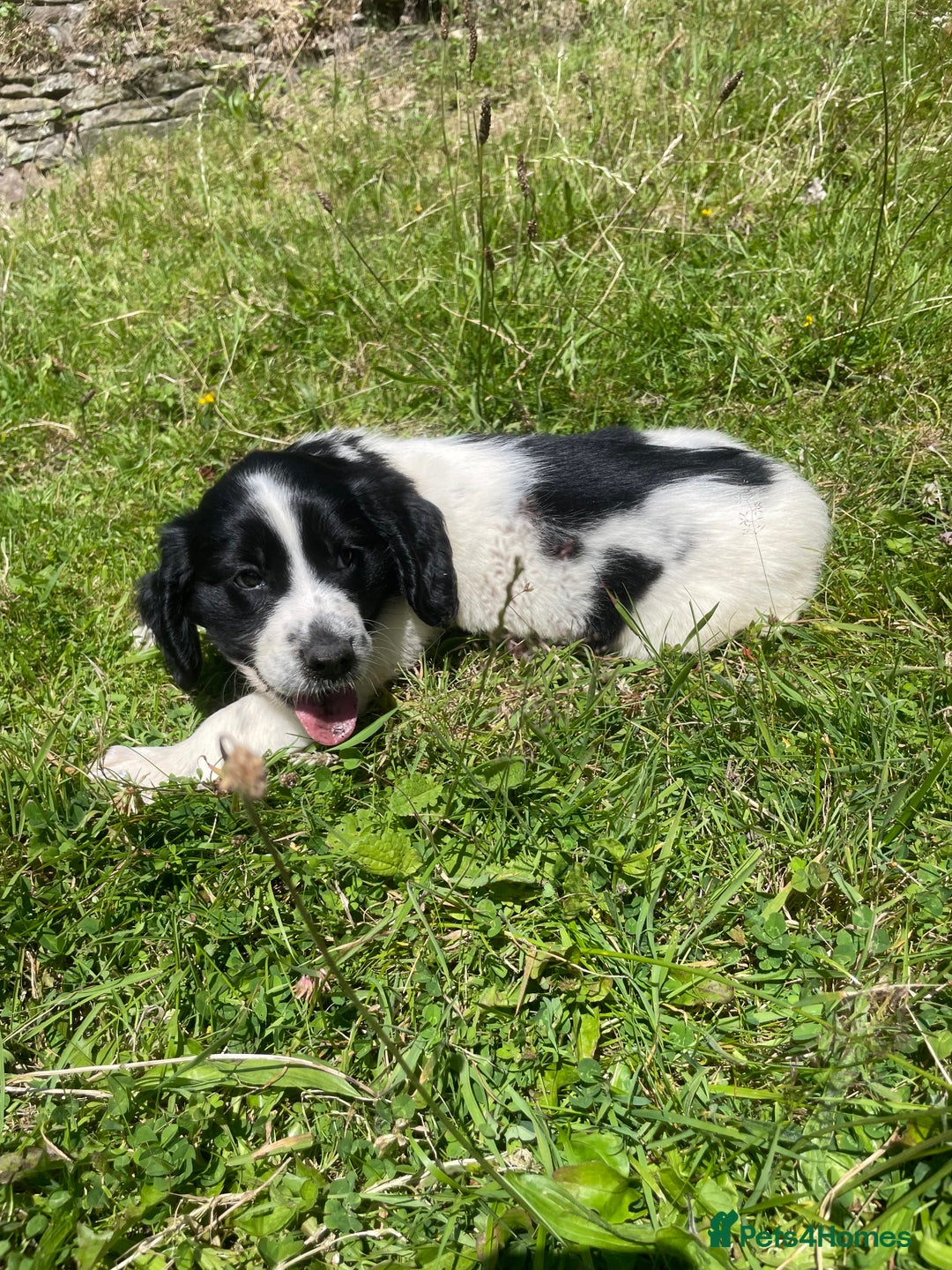 Mixed Breed dogs for sale: Sprollie pups - Image 2
