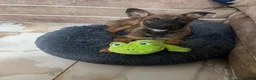 Belgian Shepherd Dog dogs for sale: Belgium malinos  in London - Advert 5