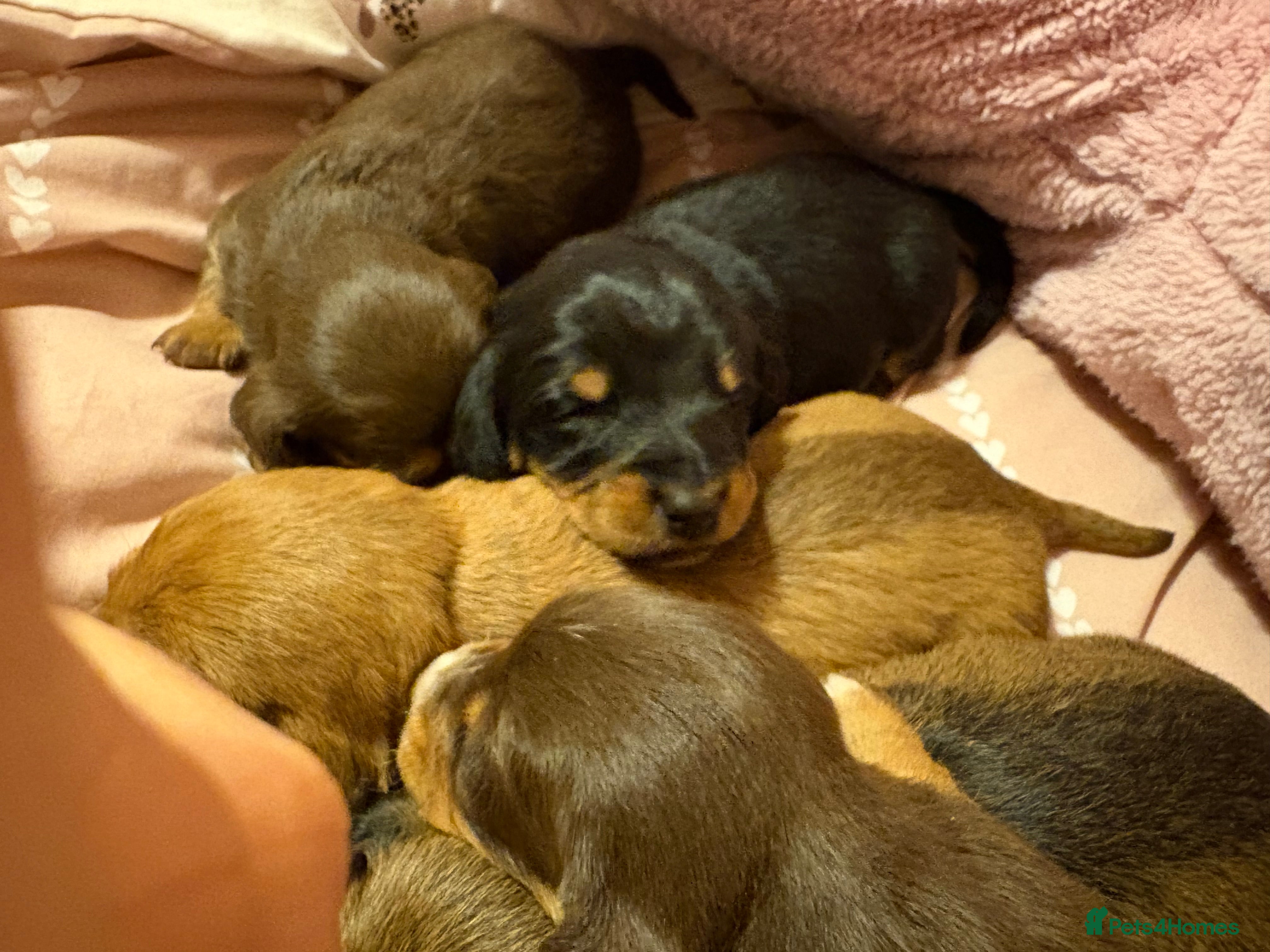 Mixed Breed dogs Mini doxipoo - Advert 14