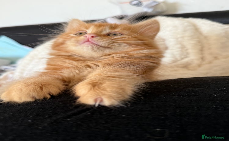 Persian cats - Advert 4