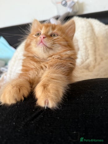 Persian cats - Advert 4
