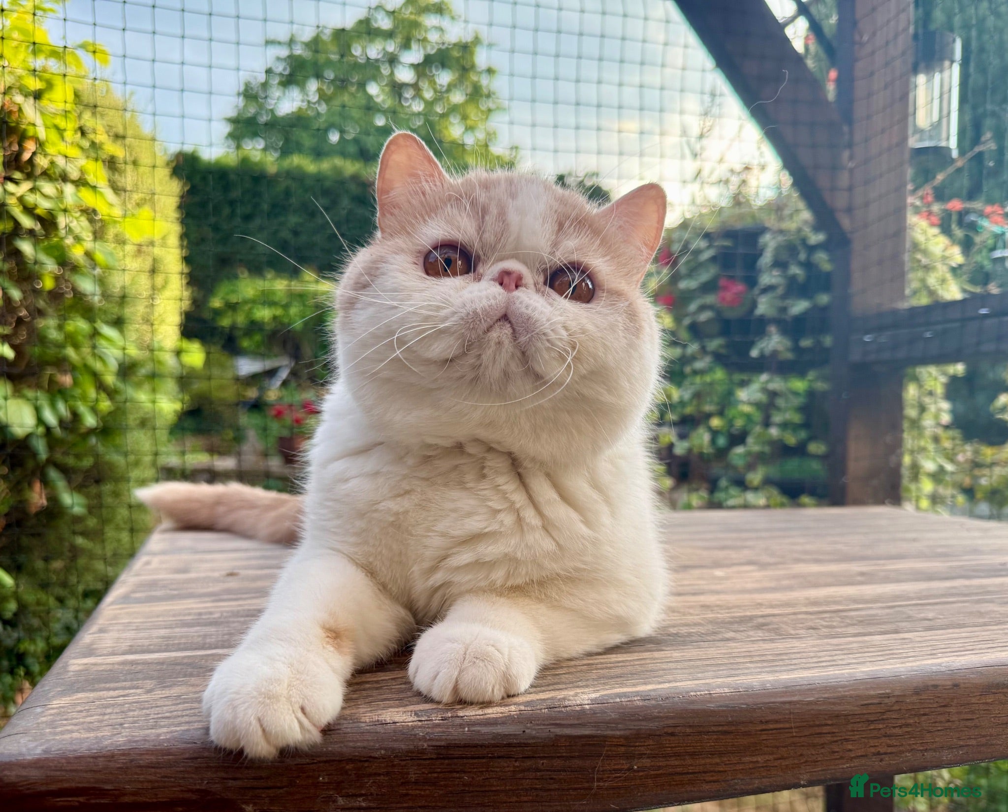 Exotic cats 1 year Old Show Quality Male - Neutered  - Advert 6