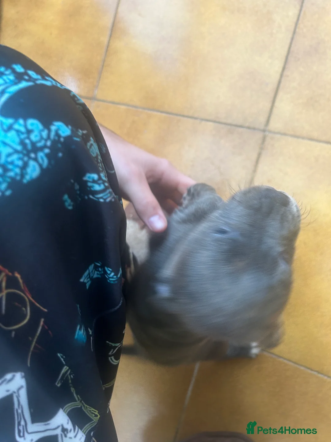 Staffordshire Bull Terrier dogs for sale: Adorable Blue-Eyed Grey Staffordshire Bull Terrier - Advert 13