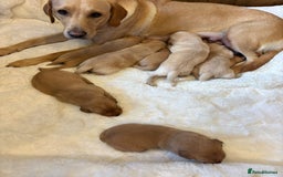 Labrador Retriever dogs for sale: KC REGISTERED DNA TESTED LABRADOR PUPPIES - Image 9