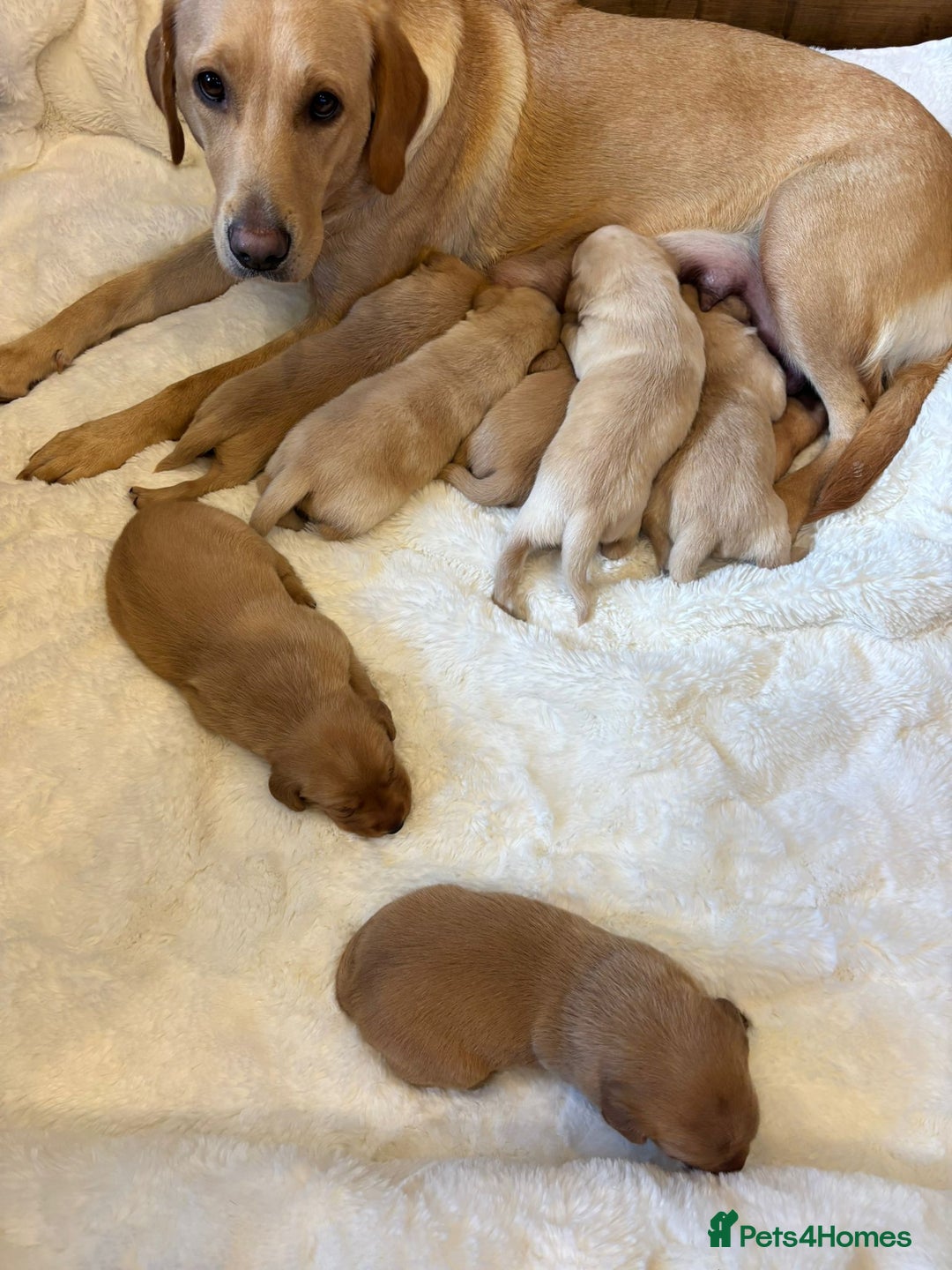 Labrador Retriever dogs for sale: KC REGISTERED DNA TESTED LABRADOR PUPPIES - Image 9