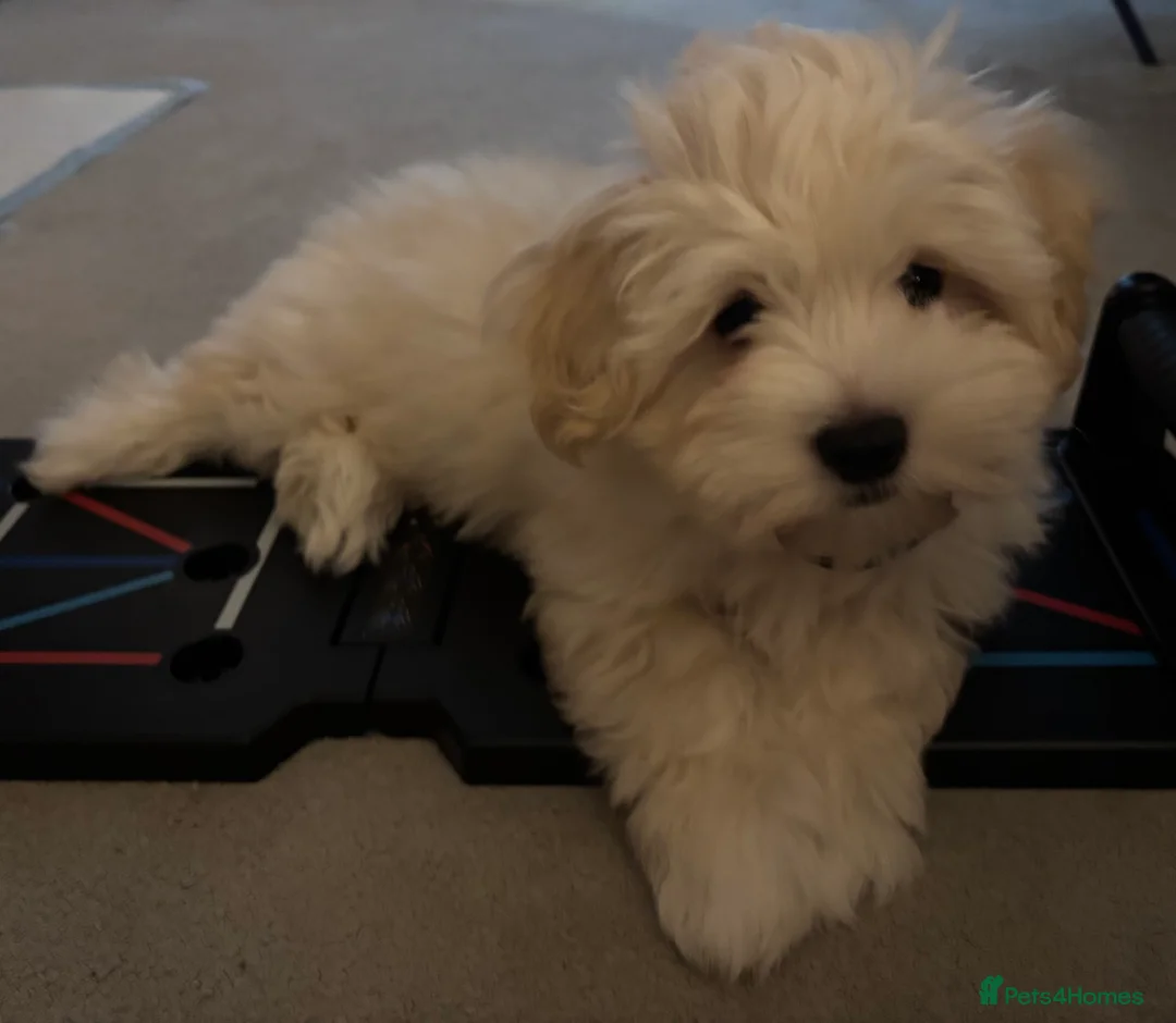 Maltipoo dogs for sale: Maltipoo - Advert 27