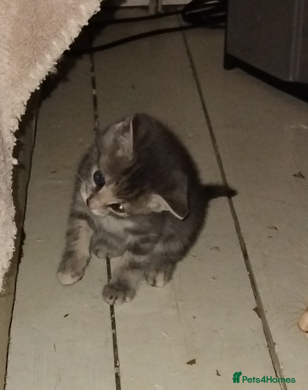 Mixed Breed cats for sale: Beautiful male grey tabby kitten - Image 2