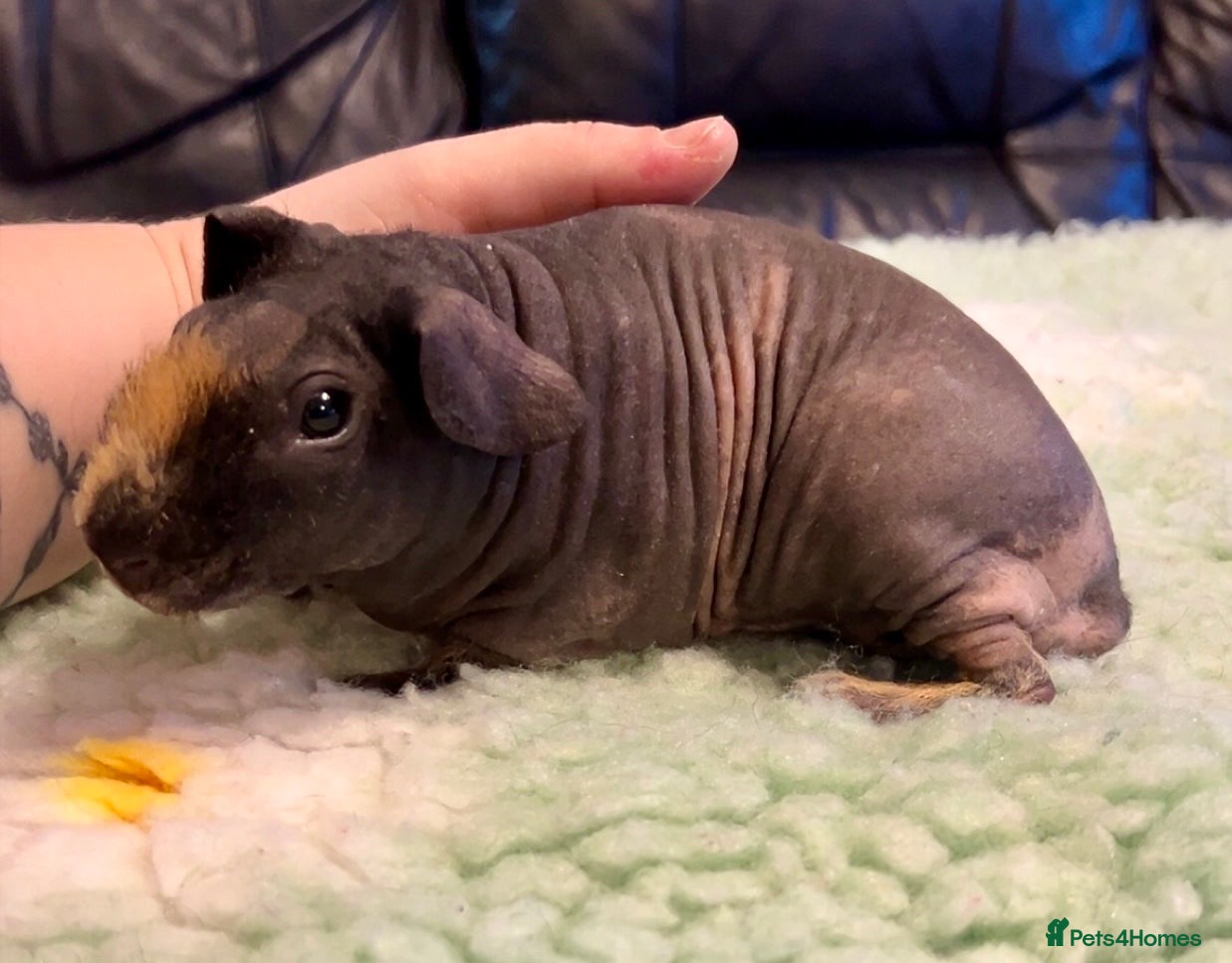 Guinea Pig rodents Gorgeous Male Skinny Pig  - Advert 1