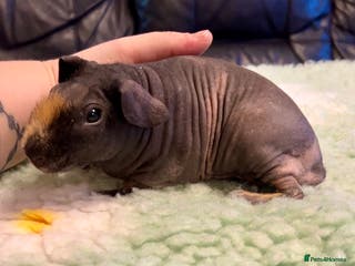 Guinea Pig rodents Gorgeous Male Skinny Pig - Advert 1