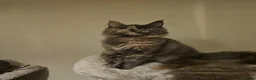 Maine Coon cats for sale: Maine coon girl re availiable in Truro - Advert 2