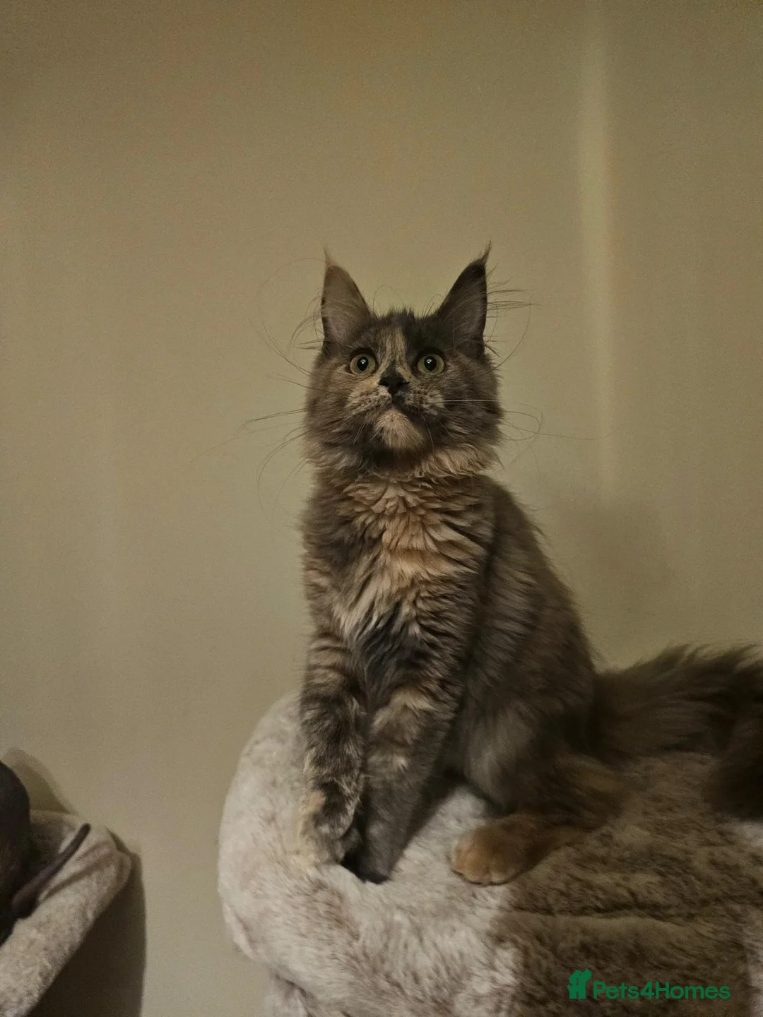 Maine Coon cats for sale: Maine coon girl re availiable in Truro - Advert 2