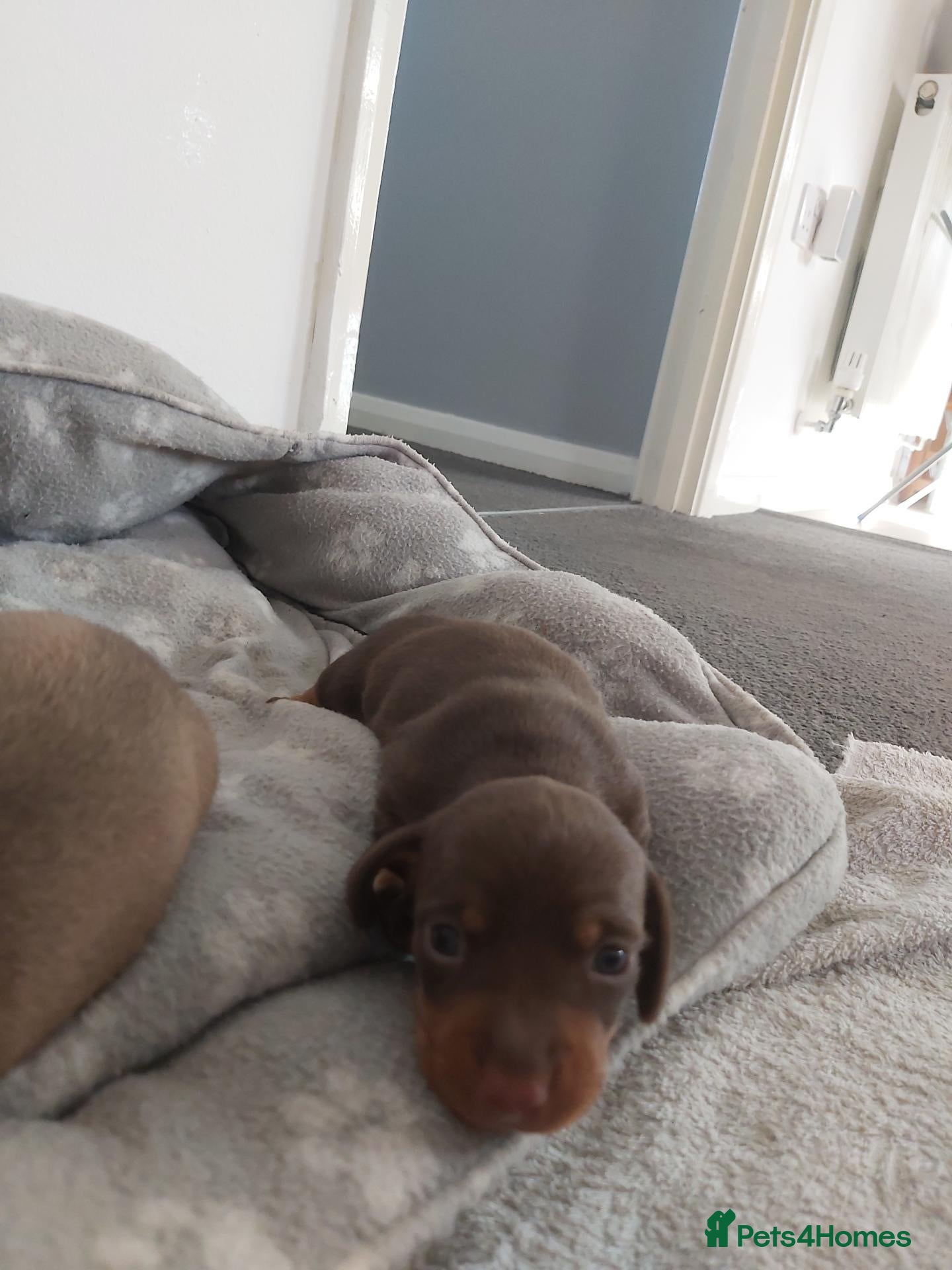 Miniature Dachshund dogs miniature dachshund  - Advert 13