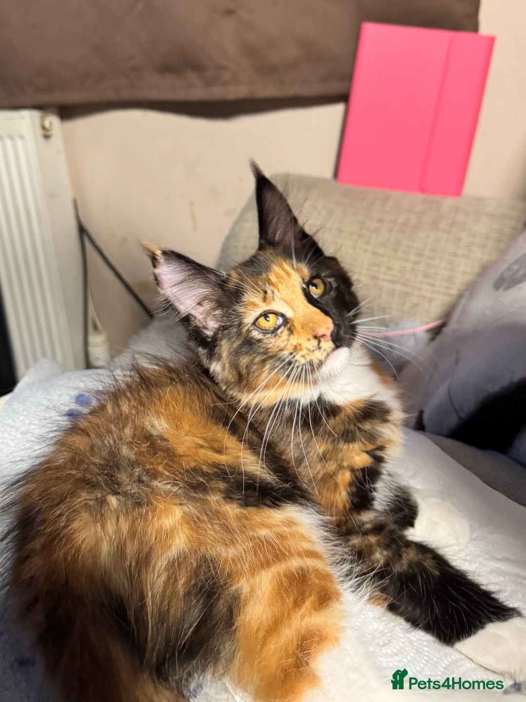 Maine Coon cats for sale: READY NOW! PEDIGREE MAINE COON GIRL  - Advert 6