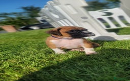 Boxer dogs for sale:   🐾 Champion Bloodline Boxer Puppies🐾 - Image 30