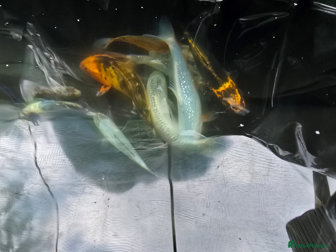 Koi Carp fish for sale: Young Koi for Sale - Image 8