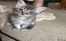 Mixed Breed cats for sale: Smokey Grey kittens for sale - Image 12