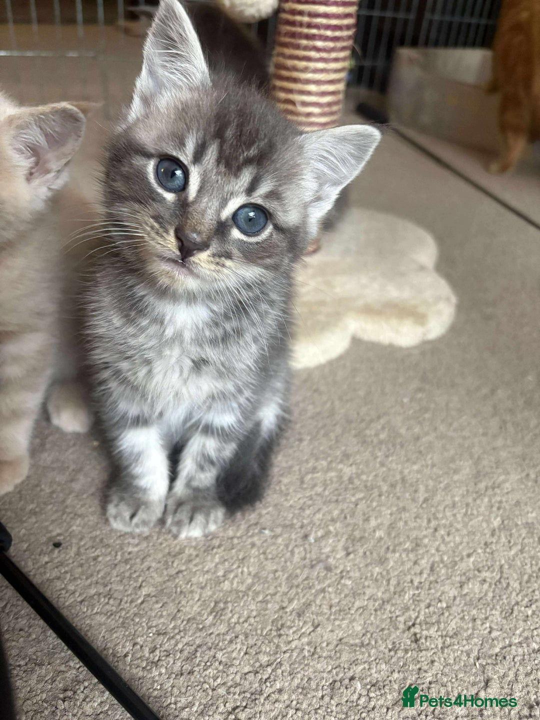 Mixed Breed cats for sale: Smokey Grey kittens for sale - Image 12