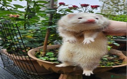 Ferret rodents for sale: Adult ferrets available  - Image 2