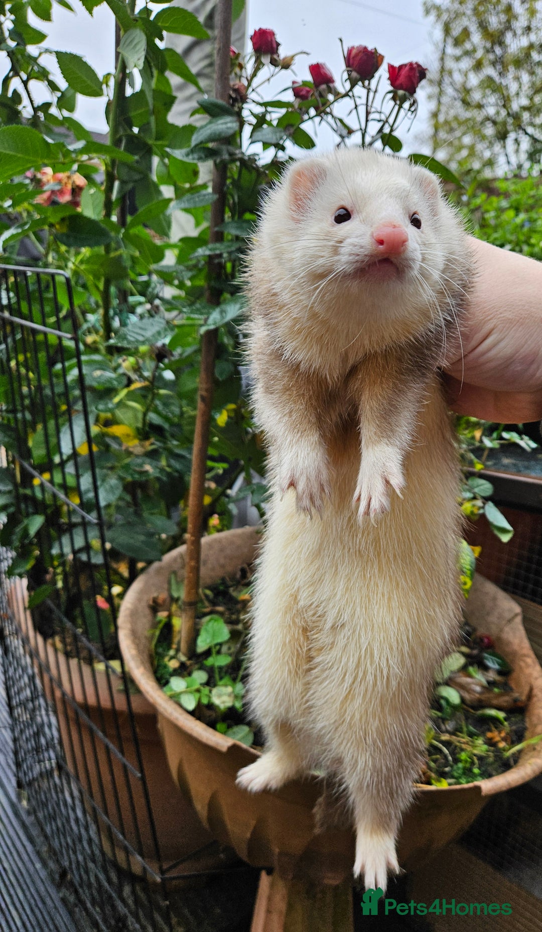 Ferret rodents for sale: Adult ferrets available  - Image 2