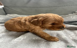 Cockapoo dogs for sale: F2B Cockapoo pups  - Advert 8