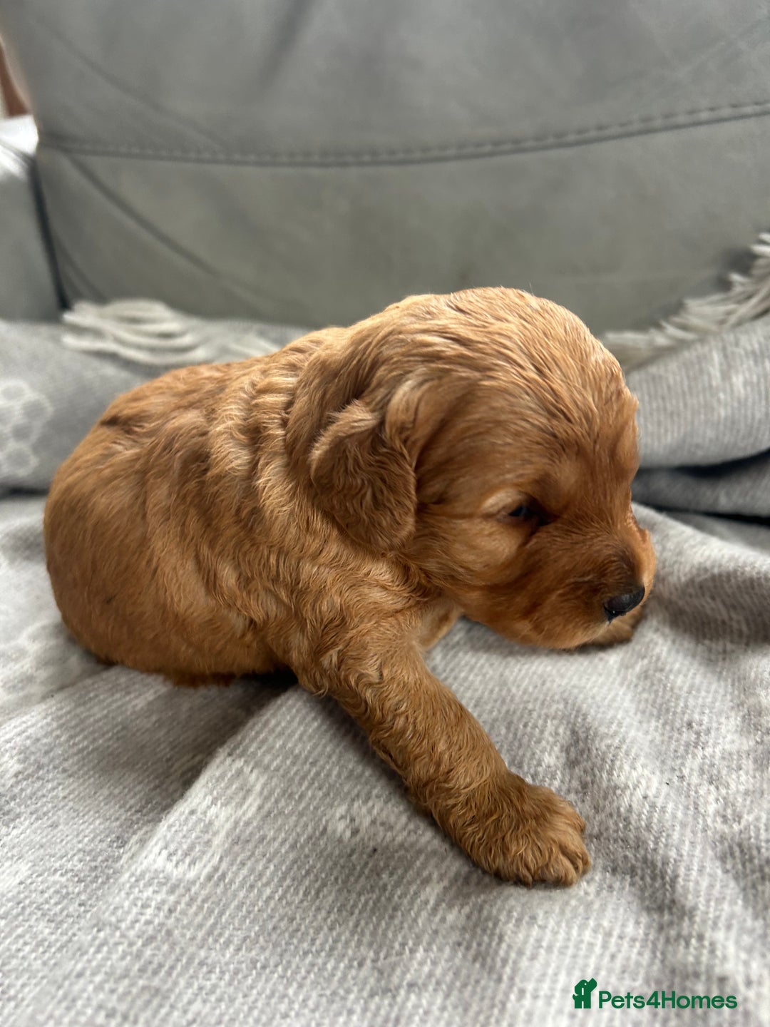 Cockapoo dogs for sale: F2B Cockapoo pups  - Advert 8