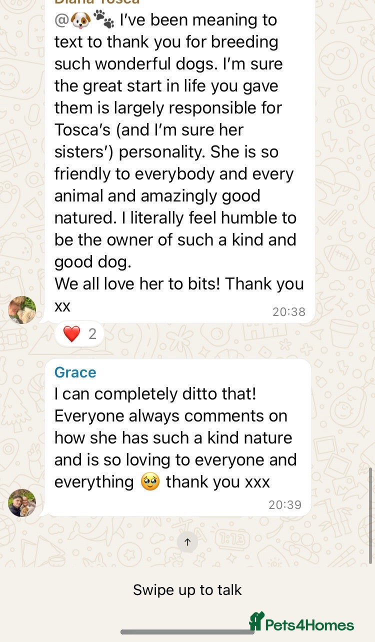 Cockapoo dogs WAITLIST FOR CHOCOLATE TAN COCKAPOOS NOW OPEN - Advert 2