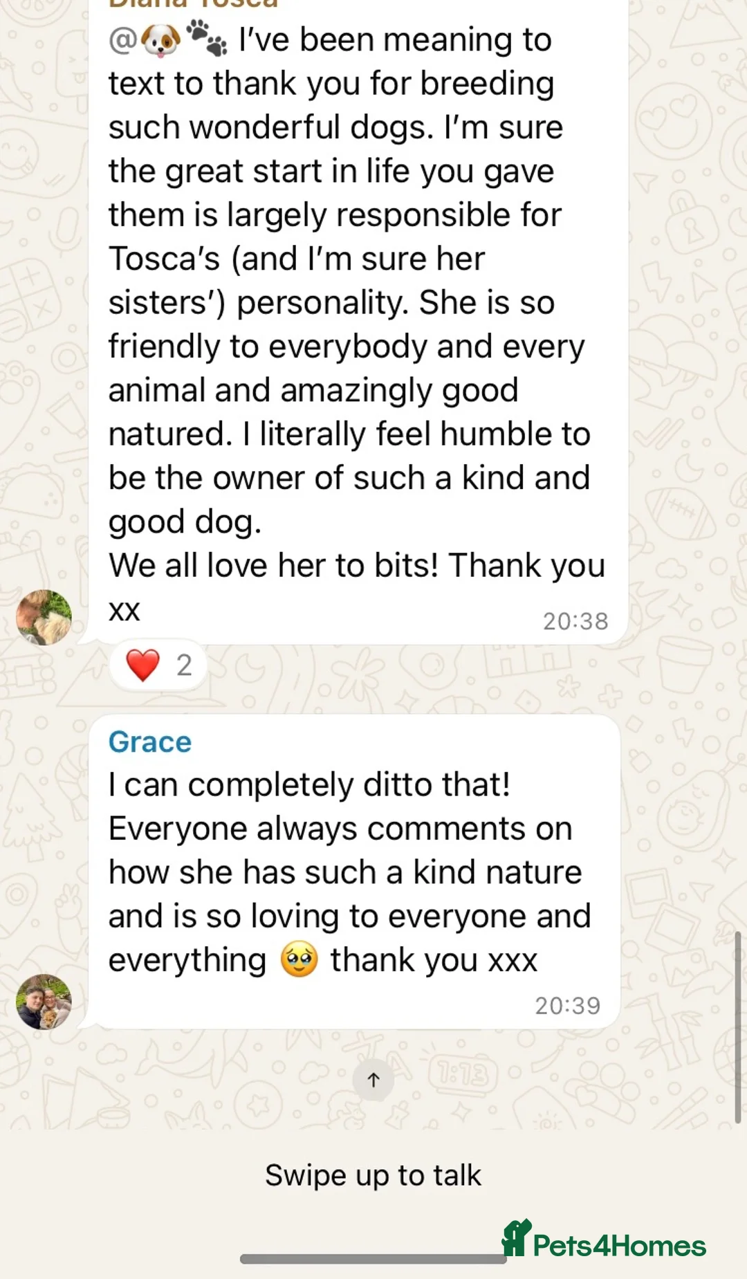 Cockapoo dogs for sale: WAITLIST FOR CHOCOLATE TAN COCKAPOOS NOW OPEN - Advert 2