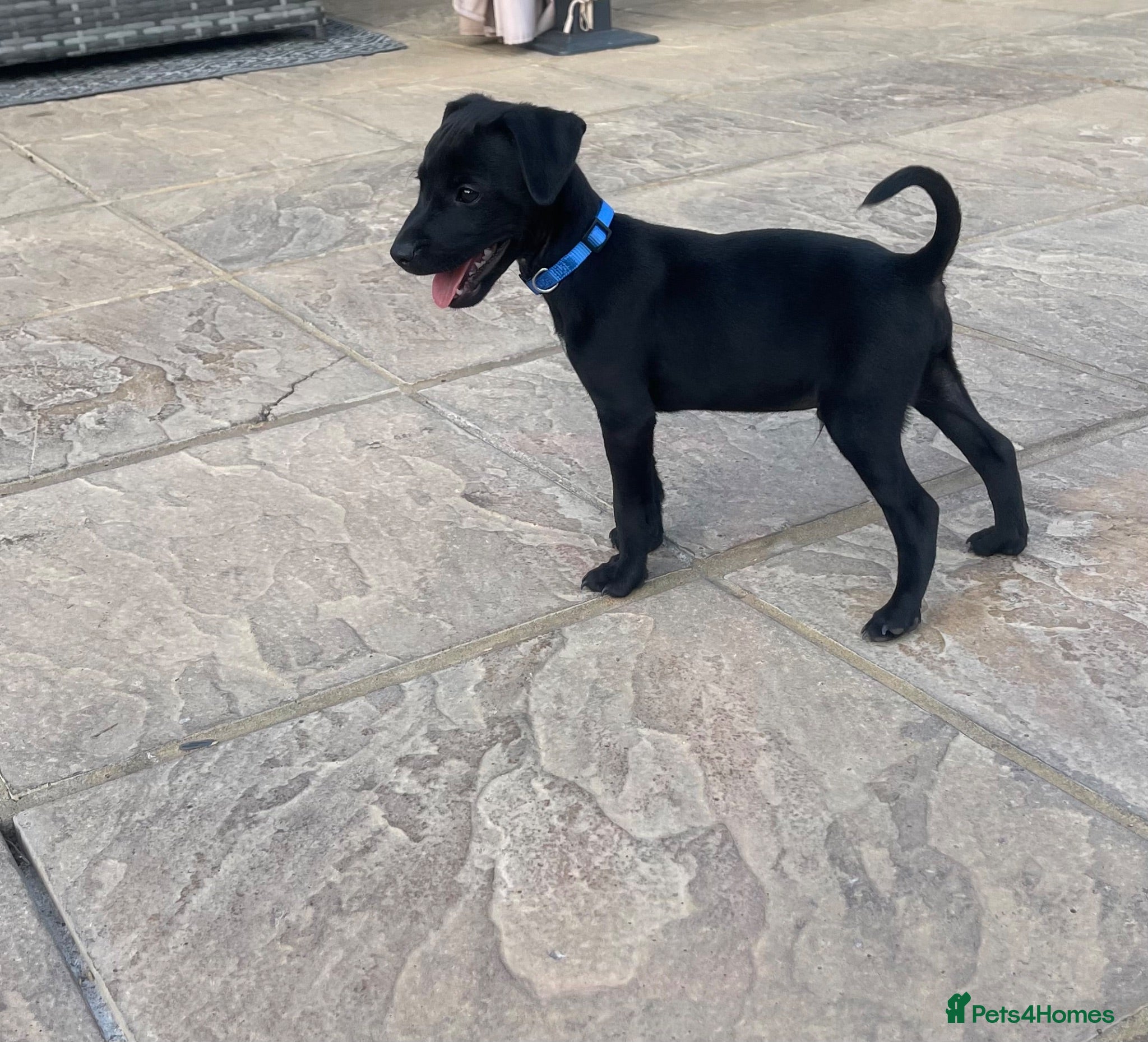 Mixed Breed dogs 🐾4 Adorable Puppies ready for there new home 🐾 - Advert 4