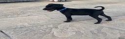 Mixed Breed dogs for sale: 🐾4 Adorable Puppies ready for there new home 🐾 - Advert 2