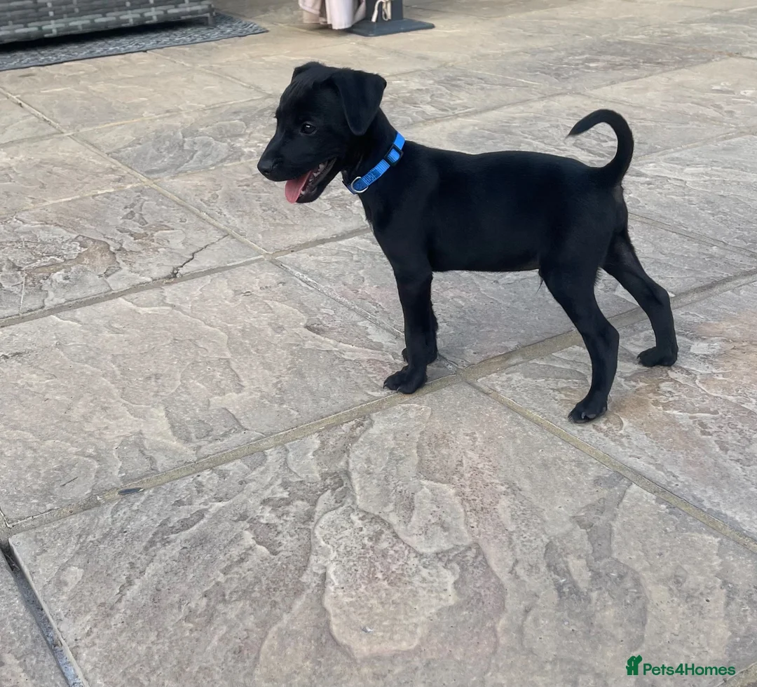 Mixed Breed dogs for sale: 🐾4 Adorable Puppies ready for there new home 🐾 - Advert 2