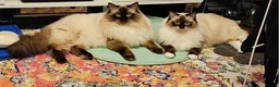 Ragdoll cats for sale: ✨️ GCCF Ragdoll male - Calm, Affectionate, 2y ✨ 🐾 - Advert 4