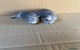 Guinea Pig rodents for sale: Baby Female Guinea Pigs - Image 4