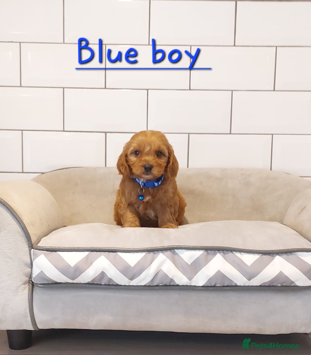Cavachon dogs for sale: Cavapoochon puppies 🥰 - Image 4