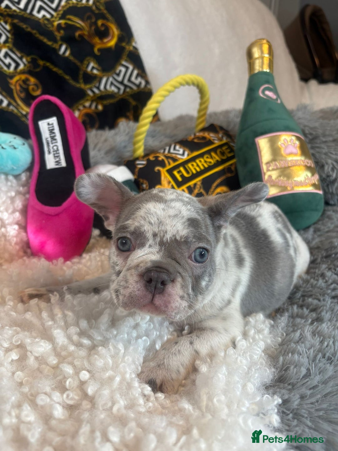 French Bulldog dogs for sale: Stunning Newshade French Bulldog Puppies - Image 13