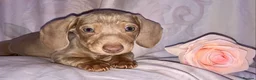 Miniature Dachshund dogs for sale: Miniature beautiful Isabella Girl 🩶🐾 - Advert 3