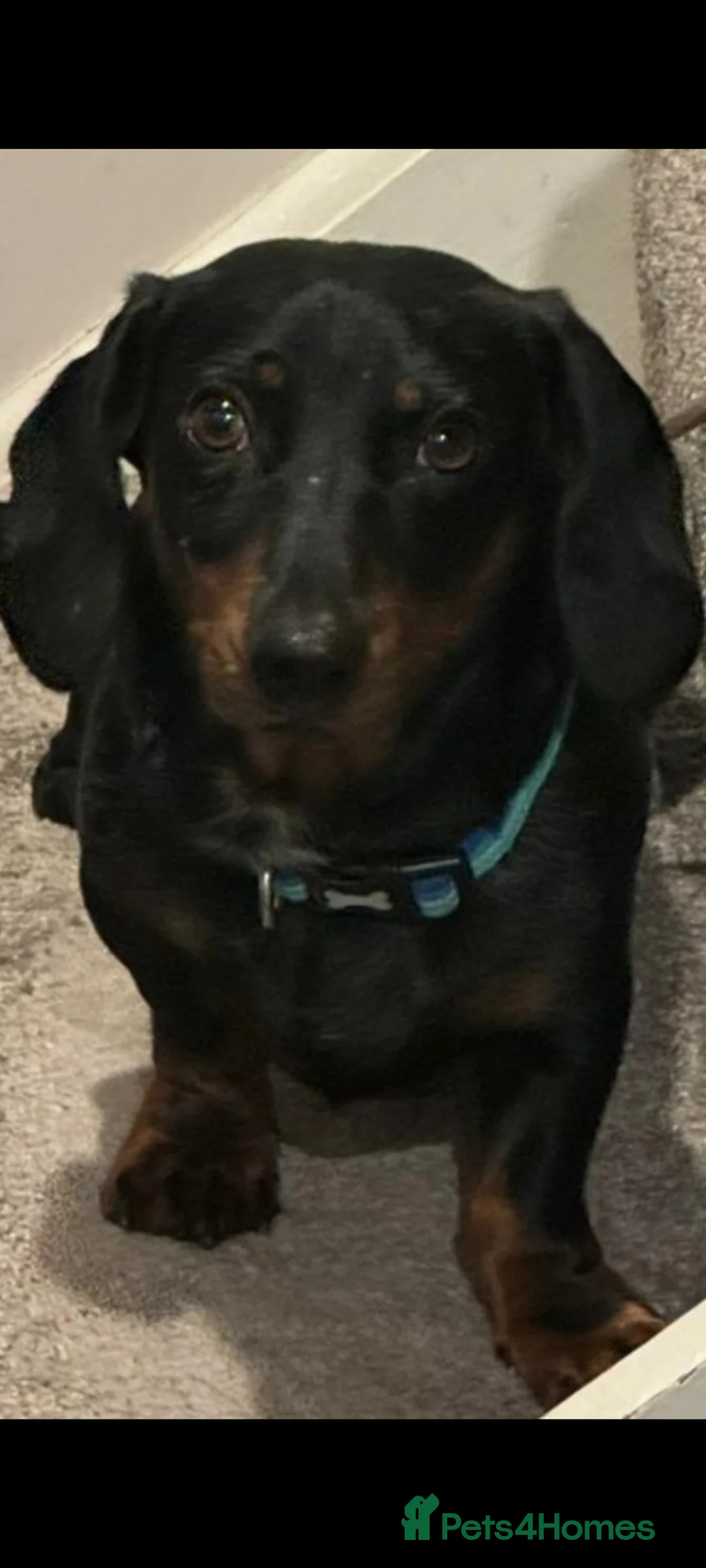 Dachshund dogs for sale: PIP MALE DACHSHUND  - Advert 2