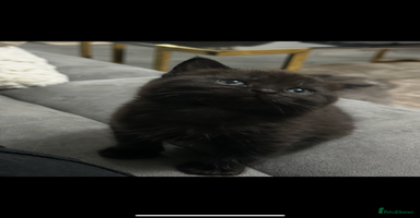 British Shorthair cats - Advert 14