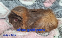 Guinea Pig rodents for sale: Male peruvian guinea pig babies  in Saltburn-by-the-Sea - Image 8