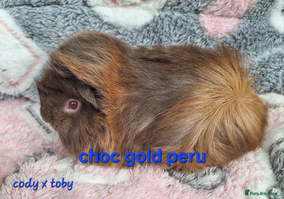 Guinea Pig rodents for sale: Male peruvian guinea pig babies  in Saltburn-by-the-Sea - Image 8