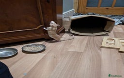 Rat rodents for sale: Two female Fancy Rats  - Image 2