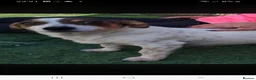 Mixed Breed dogs for adoption: Daisy 6kg  in Nottingham - Advert 5