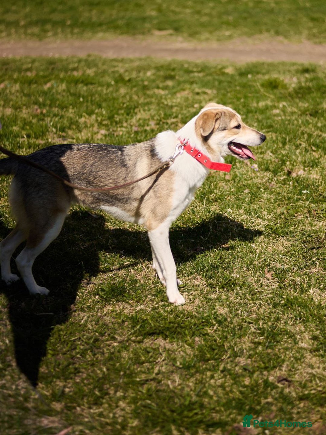 Mixed Breed dogs for adoption: 💖🐶 NINA 🐶💖 - Image 13