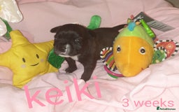 Staffordshire Bull Terrier dogs for sale: Beautiful female staffy puppy - Image 4