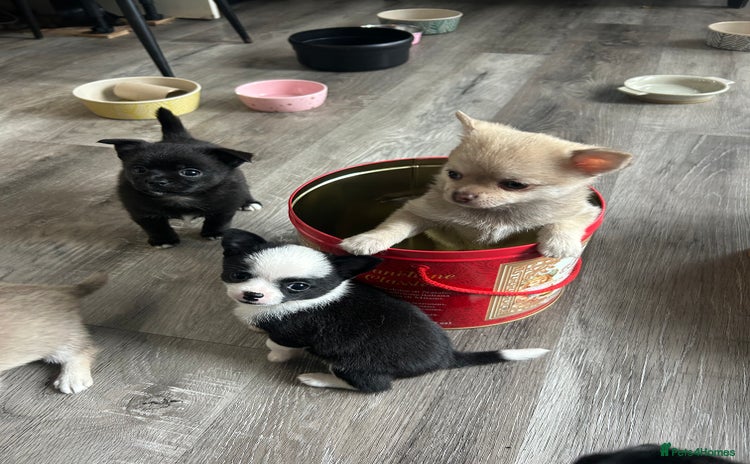 Pomeranian dogs - Advert 10