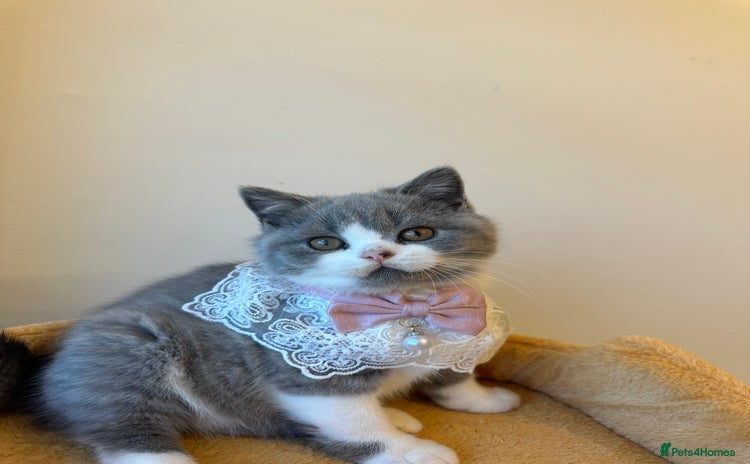 British Shorthair cats - Advert 10