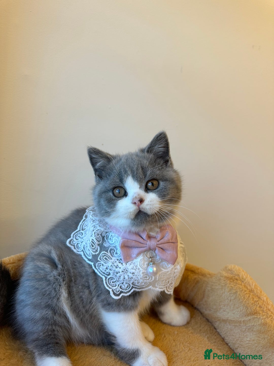 British Shorthair cats for sale: 🐻 STUNNING GIRL GCCF REGISTERED REDUCED LAST 1 🐻 - Image 3