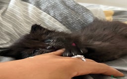 Mixed Breed cats for sale: Adorable 5-Week-Old Kittens Ready for Loving Home  - Image 4