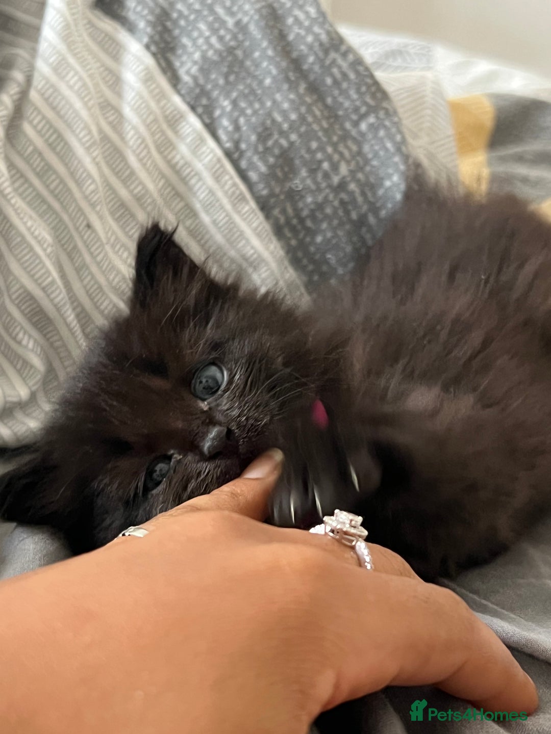 Mixed Breed cats for sale: Adorable 5-Week-Old Kittens Ready for Loving Home  - Image 4
